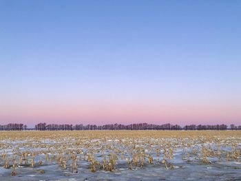 Scenic view of agricultural field against clear blue sky