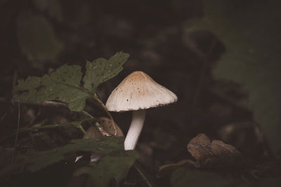 Close-up of mushroom growing on field