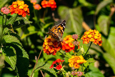 Butterfly pollinating on flower