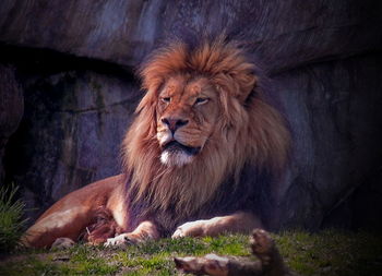 Lion sitting on field against rock