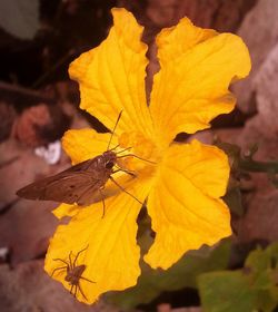 Close-up of butterfly on yellow flower