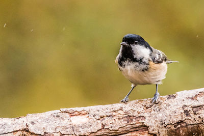 Close-up of bird perching on a wall