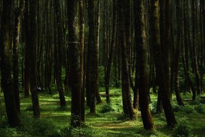 Pine trees in forest