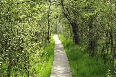 Footpath amidst trees in forest