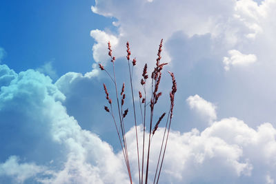 Low angle view of cloudy sky