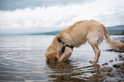 Close-up of dog drinking water in sea golden retriever 