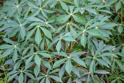 Full frame shot of plants