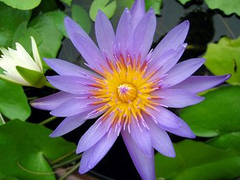 Close-up of lotus water lily in pond