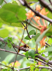 Close-up of insect on plant