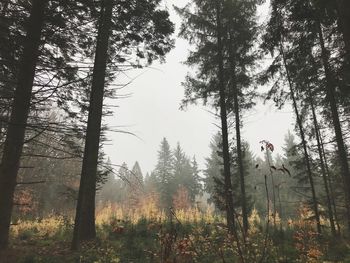 Trees in forest