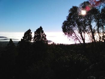 Silhouette trees against clear sky during sunset