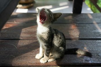 Close-up of kitten yawning of boardwalk