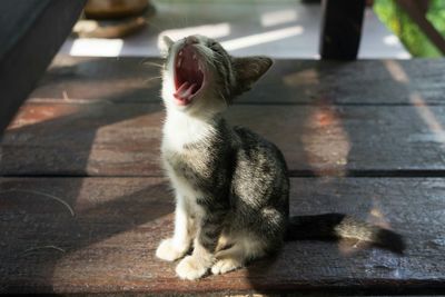 Close-up of cat
