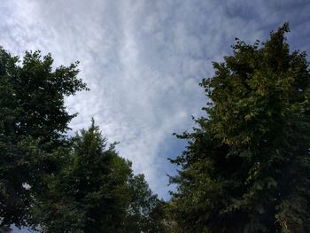 Low angle view of trees against sky