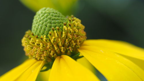 Close-up of yellow flowering plant