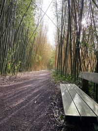 Empty bench amidst trees in forest