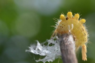 Close-up of insect on yellow flower