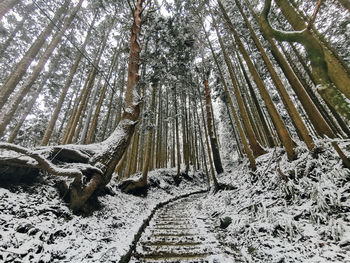 Trees in forest during winter