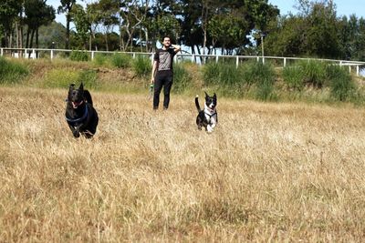 Dogs running while man standing on field