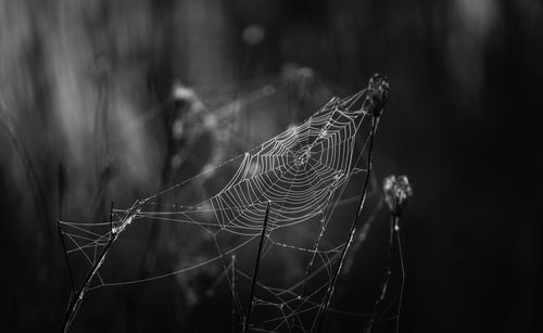 Close-up of spider web on plant