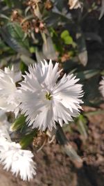 Close-up of white flower