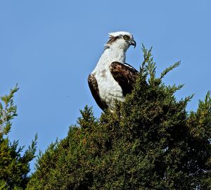 Low angle view of owl perching on tree against clear sky