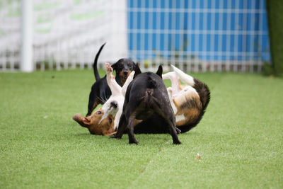 Two dogs on grass