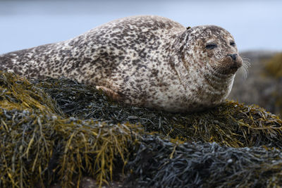 Close-up of animal resting on land