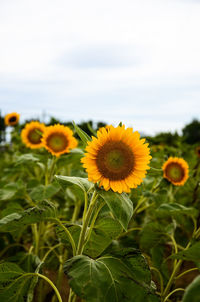 Close-up of sunflowers blooming on field against sky