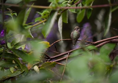 Bird perching on plant