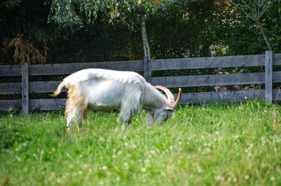 Horse grazing on field