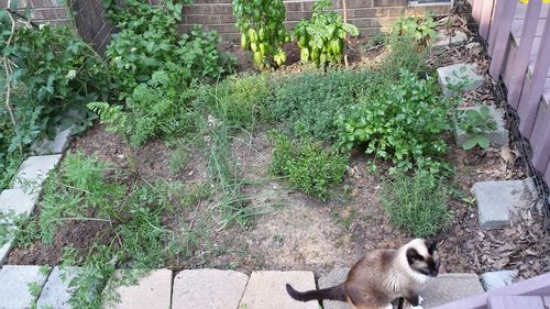 High angle view of cat on plants