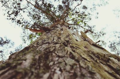 Low angle view of tree against sky