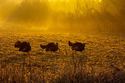 Wild  turkeys in field