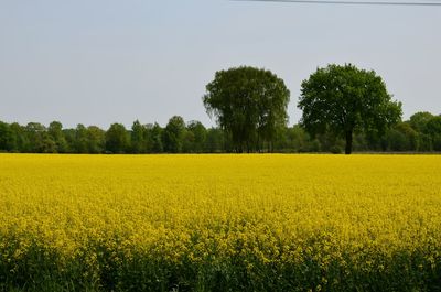 Scenic view of oilseed rape field against sky