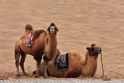 1049 bactrian camels waiting for tourists-ride around the badain east lake-badain jaran desert-china