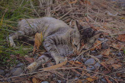 High angle view of cat on field