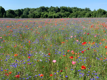 Poppy field