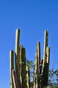 Low angle view of succulent plants on field against clear blue sky