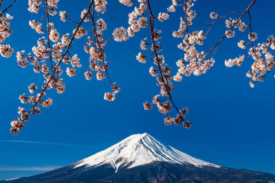 Low angle view of cherry blossom tree against clear blue sky