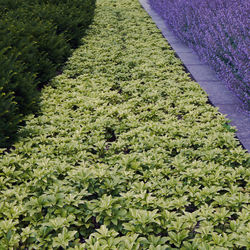 Plants growing on field