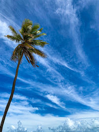 Low angle view of palm trees against blue sky