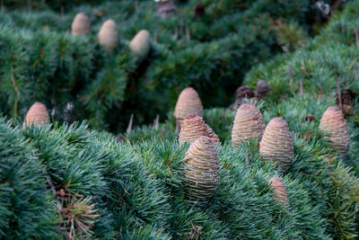 Close-up of cactus growing on field