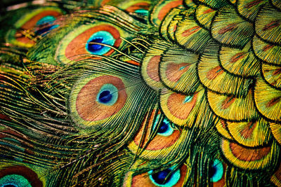 Close-up of peacock