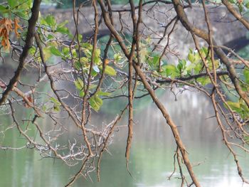 Bare trees in water