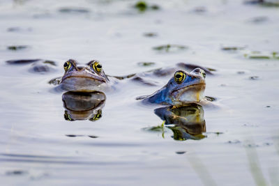 Close-up of frog swimming in lake