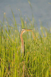 Close-up of lizard on grass