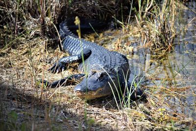 Close-up of snake on grass
