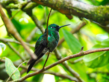 Green hummingbird 