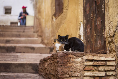 Cat sitting on staircase by wall